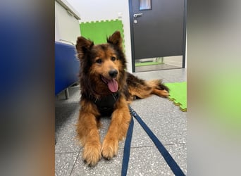 Sanfter Hundejunge Mishka in 72813 St. Johann sucht liebevolles Zuhause