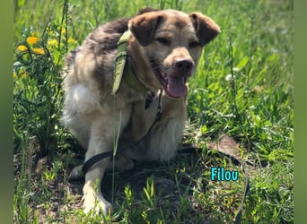 Filou geb. 04/2022 - lebensfroher, unglaublich netter Hund sucht Menschen mit Herz!