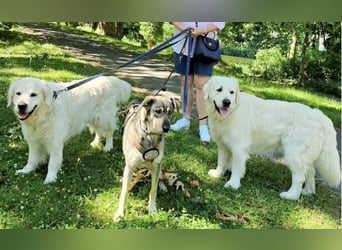 Nadja - freundliche, verspielte Schäferhund-Mix Hündin / Pflegestelle in 38...Remlingen