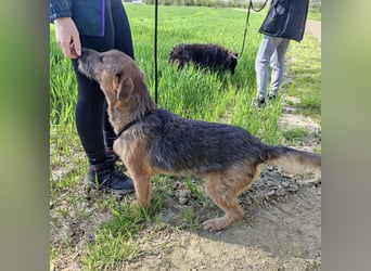 Taro ein absoluter Engel