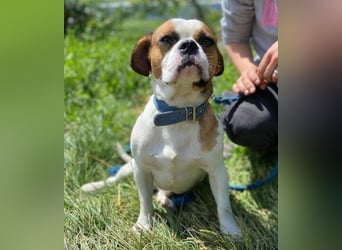 Ruben, Puggle Mischling