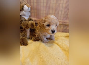 Maltipoo Welpen