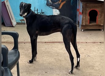 Faro2 05/2022 (in Deutschland) - verspielter und lieber, bezaubernder Galgo!