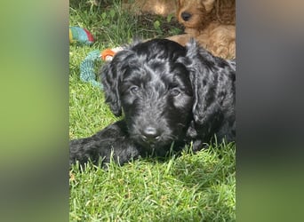 Aussiedoodle / Aussiepoo  F1b