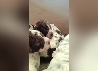 Lagotto Romagnolo Welpen mit Abstammungsnachweis
