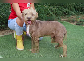 Curly, Mix Podengo / Labradoodle, lieb und sozial