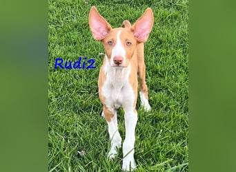 Rudi2 geb. 03/2025 (ESP) - sportlicher Podenco Ibicenco Welpe!