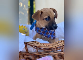 Adi LM - Zuhause gesucht – Neun kleine Hundekinder auf großer Mission