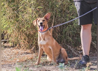 Badou, Mix Labrador / Schäferhund, lieb und sozial