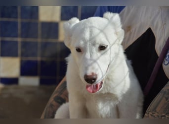 Chia, RESERVIERT unheimlich süsse Rasselbande sucht aktives Zuhause und Körbchen