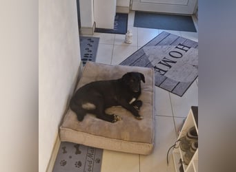 Phoebe sucht Für-immer-Zuhause