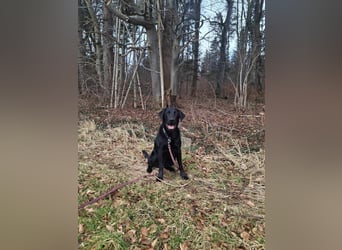 Tyson - der gutgelaunte Traumhund