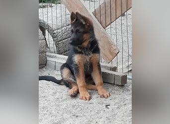 Wunderschöne Schäferhundwelpen  suchen Ende Juni ein schönes zu Hause1