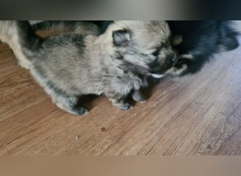 zuckersüße Pomeranianwelpe