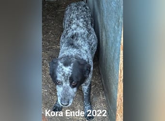 Kora - noch etwas zurückhaltend