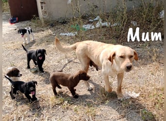Yangtsé geb. 03/2025 (ESP) - freundlicher Labrador-Mix Welpe!