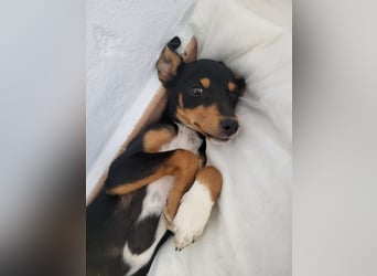 Emma wünscht sich ein eigenes Körbchen