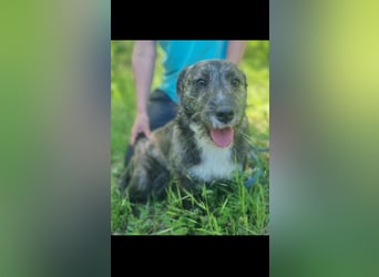 Rico sucht seine traumfamilie