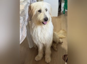 Lola, eine zauberhafte Hündin