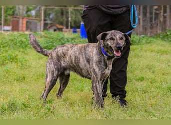 Benito, Mix Labrador / Rafeiro Alentejano, lieb und sozial