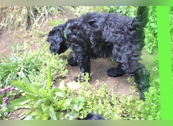 Cockapoo bereit zum Lieben!  - Schenken Sie sich selbst bedingungslose Liebe –