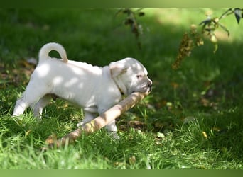 Shar-Pei x Labrador Mix Welpe Frenchy stellt sich vor......