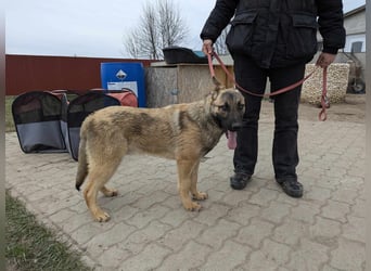 Iwo, geboren 22.05.2024, 60cm sucht seine Menschen
