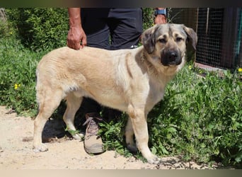 Lovis, Mix Labrador / Rafeiro Alentejano