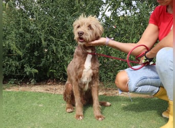 Curly, Mix Podengo / Labradoodle, lieb und sozial