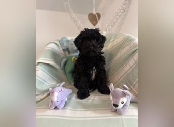 Wunderschöner Maltipoo rüde 6 Monate alt zu verkaufen
