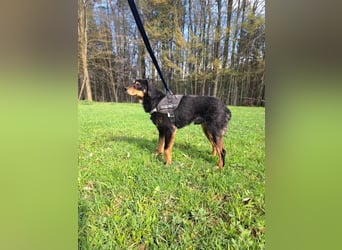 Duddi mittelgroßer Rüde Mischling Hund sucht Zuhause oder Pflegestelle