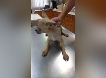 Lola3 PP – Zarte Chihuahua-Dame sucht liebevolles Zuhause