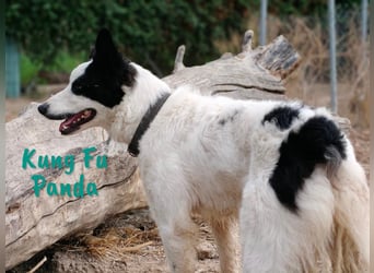 Kung Fu Panda 02/2023 (ESP) - verspielter & verträglicher, junger Border Collie Mix!