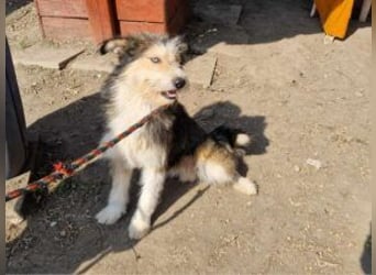 Update: MERLIN- auf PS in mit ÜO in 31603 Diepenau