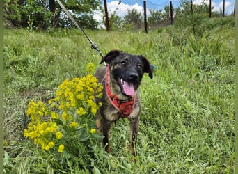 Liebe Nala sucht eine neue Familie