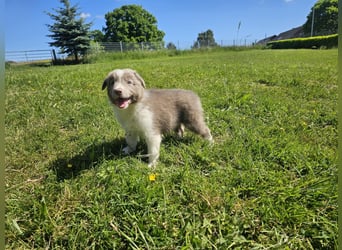 Border Collie Welpen -  Rüden