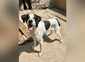 ⭐️CARA⭐️, Hündin, 1,5 Jahre, 45 cm, Mischling, Tierschutz