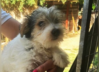 Update Shirley: reserviert