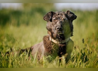 Kotangens - ruhige unauffällige Hundedame sucht Menschen mit Herz