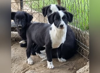Dumbo sucht Familienanschluss