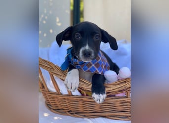 Milo LM - Zuhause gesucht – Neun kleine Hundekinder auf großer Mission