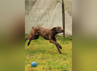 Brenda LM – freundliche Doggen-Boxer-Mix-Hündin sucht liebevolles Zuhause