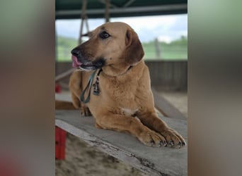 großer Herzenshund Bailey sucht noch seine Menschen
