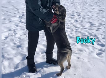 Bucky geb. 12/2021 - lustiger, aktiver und verspielter Outdoor-Begleiter!