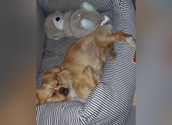 Candy ❤️ wartet in 37520 Osterode am Harz