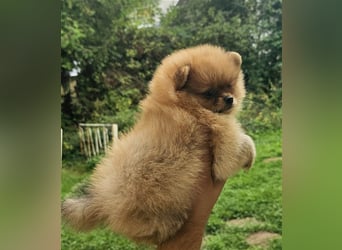 Pomeranian Boo Zwergspitz