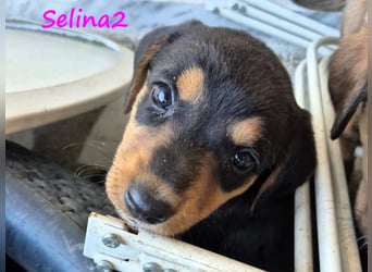 Selina2 geb. 09/2024 (in Deutschland) - aufgeschlossene und kluge Junghündin!
