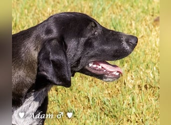 Adam, Ajax und Timmy suchen ein Zuhause