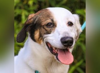 Chico, Mix Labrador / Beagle, lieb und sozial