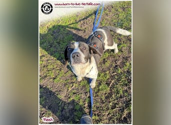 Bildhübscher, liebenswerter FLASH auf der Suche nach einem Körbchen für immer!